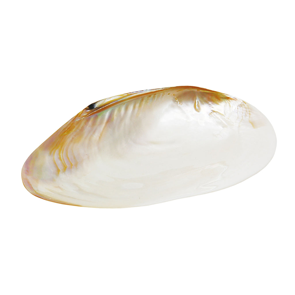 貝殻のお皿 – YOUBI.shop【用美公式オンライン】