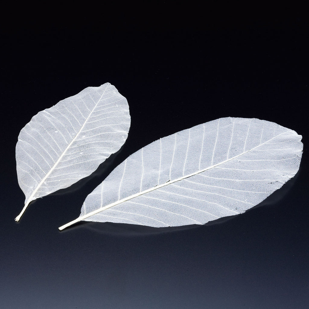 24320_24321_1024x.jpg?v=1630314413