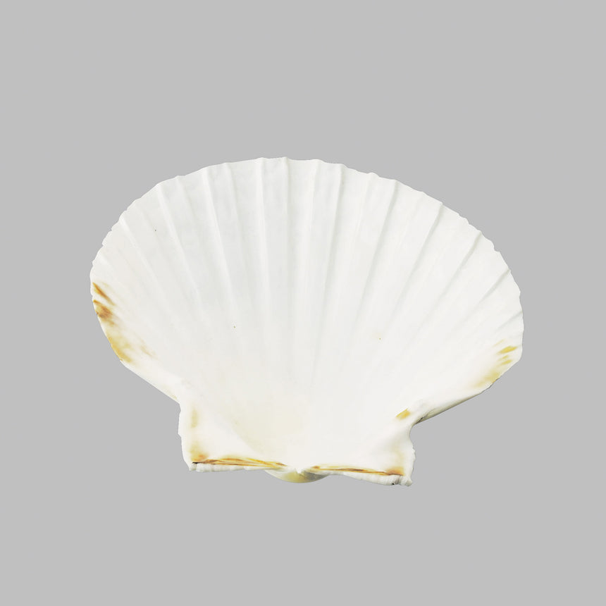 扇型貝殻皿 無塗装