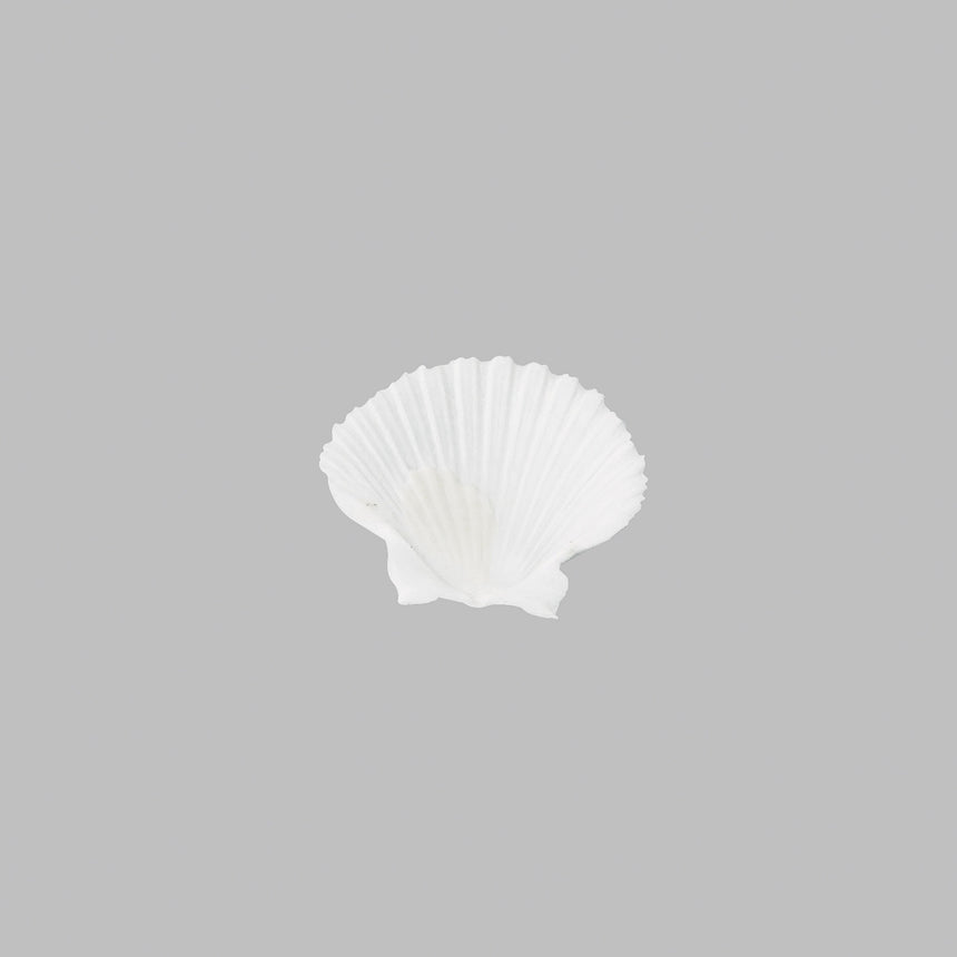 扇型貝殻皿 無塗装