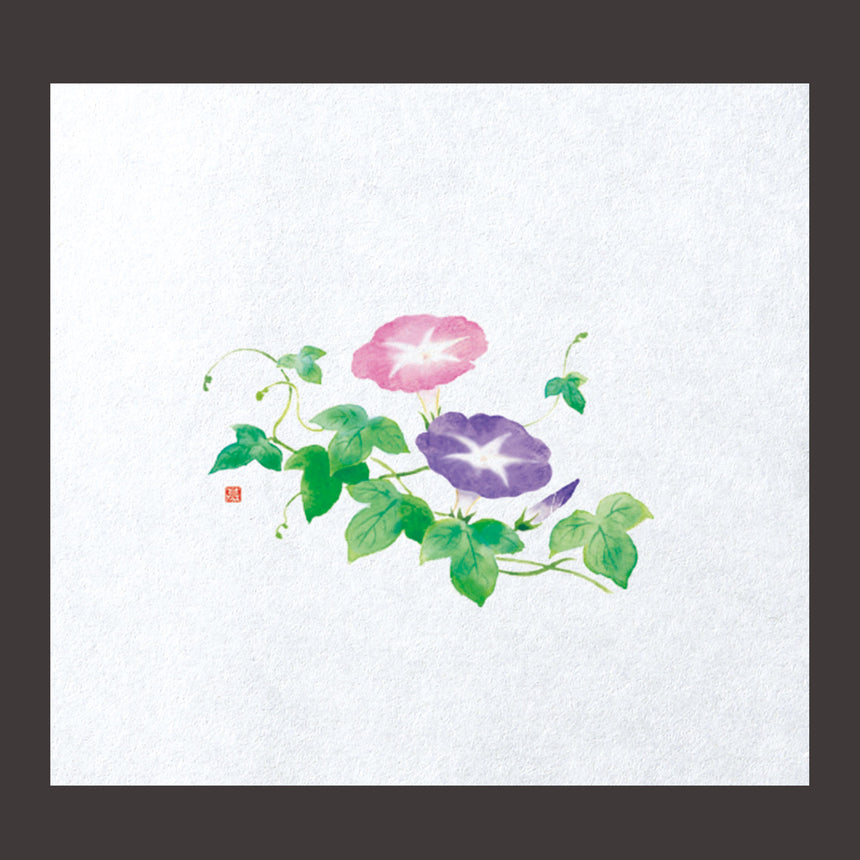 Far-infrared fresh paper Morning glory 100 sheets