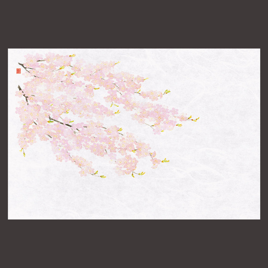 尺3花暦 懐石まっと　桜 （100枚入）