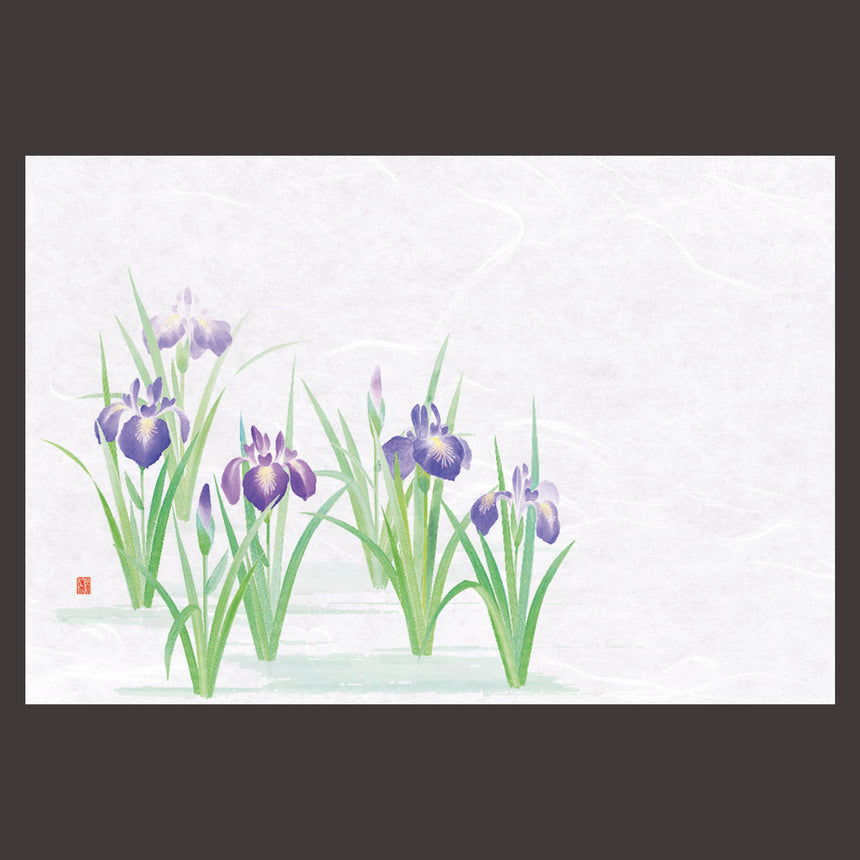尺3花暦 懐石まっと　菖蒲 （100枚入）