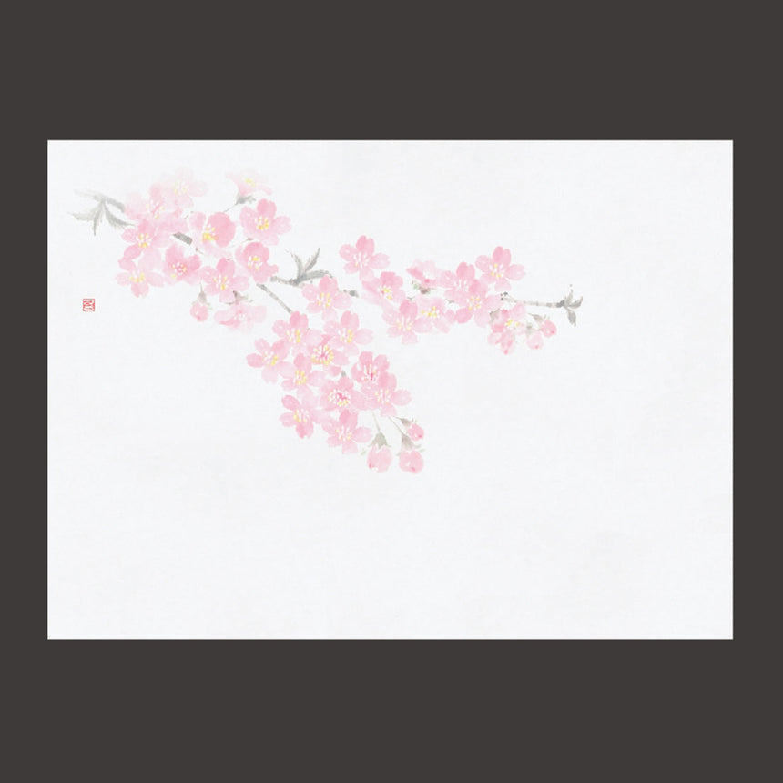 四季彩鮮度保持紙　桜　100枚